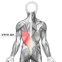 שריר הגב הרחיב