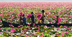 Malarikkal water lily field