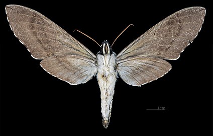 Female - ventral