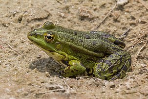 Une grenouille rieuse. (définition réelle 3 736 × 2 491)