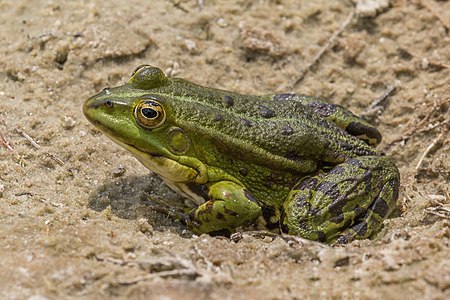 Marsh frog, by Charlesjsharp