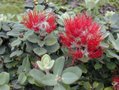 ʻŌhiʻā lehua is the predominant endemic tree found in Puna.