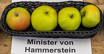 Ansicht der Frucht