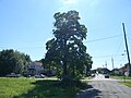 Northern Catalpa in Ohio