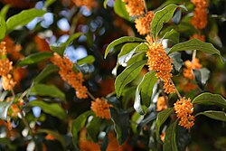 Osmanthus fragrans