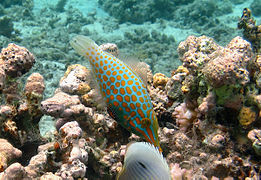 Oxymonacanthus longirostris.