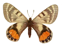 Parnassius autocrator