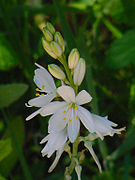 Phalangère à fleur de Lys