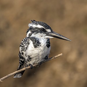 Pied kingfisher, female, by Charlesjsharp