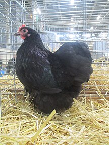 Black bantam hen