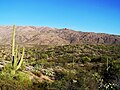 Saguaro Ulusal Parki'nın batı Rincon Dağı Bölgesi