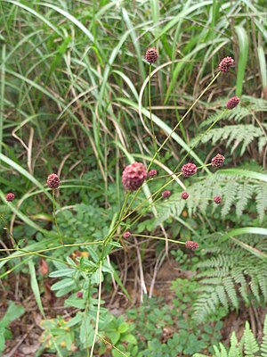 오이풀(Sanguisorba officinalis)