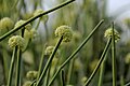 Sarcostemma acidum flowering