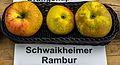 Schwaikheimer Rambur