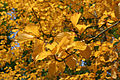 Autumn foliage of the Korean mountain ash (Sorbus alnifolia)