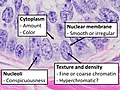 5 - Subcellular features