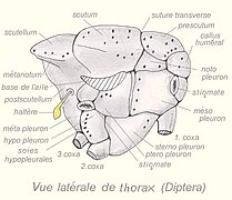 haltère de l'insecte (en jaune)