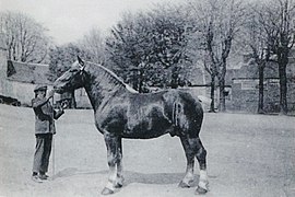 Artisan, Breton horse from Landivisiau, sold to the Haras National in 1927.