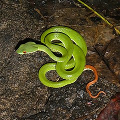 Description de l'image Trimeresurus rubeus juvenile CTNP RPB.jpg.