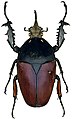 Mecynorhina ugandensis var