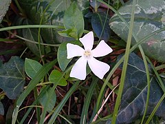 Vinca minor, variété blanche