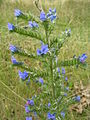 Viper's Bugloss