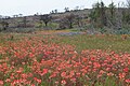 Paintbrushes and Bluebonnets in Burnet County