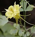 Aquilegia chrysantha