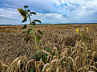 Wheat fields and sunflowers, often associated with the Ukrainian culture