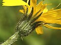 Hieracium jurassicum