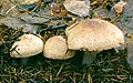 Agaricus silvaticus