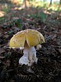 Cacaforra dourada (Amanita gemmata)