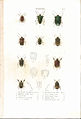 Plate 3 from: C.J.-B. Amyot and J. G. Audinet-Serville (1843). Histoire naturelle des insectes. Hémiptères. Paris, Librairie encyclopédique de Roret.