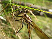 Male detail