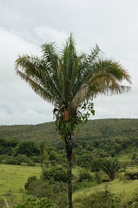 Attalea brasiliensis em Edilândia, em Goiás, no Brasil