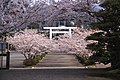 Torii.