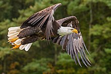 A bald eagle in flight in a forested area