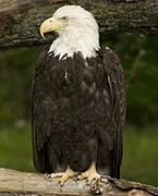 Bald eagle (Haliaeetus leucocephalus).