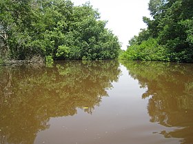 Mangrove de l'île de Salamanca