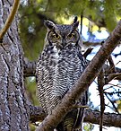 A great horned owl