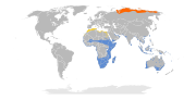 Aire de répartition du Bécasseau cocorli