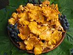 A collection of golden colored mushrooms with irregularly shaped caps on a plate.