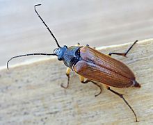 Cebrio gigas (Elateridae)