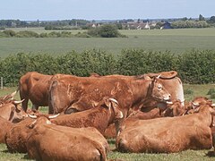 Photographie en couleurs d'un troupeau de bovins de couleur rousse.