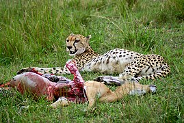 A cheetah has killed an impala (and eaten part of it), creating a target for kleptoparasitism.
