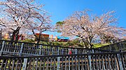 Cherry blossoms in spring