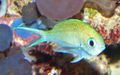 Chromis viridis