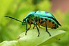 A Lychee shield bug perched on a leaf