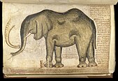 The elephant depicted in the contemporary Liber Additamentorum
