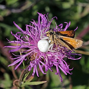 Misumena vatia with butterfly prey, by Charlesjsharp